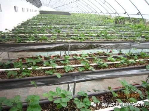 种树的四个步骤：选择位置、准备土壤、挖洞栽植、浇水施肥的技巧